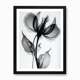 Black White Photograph Flower Wi Art Print