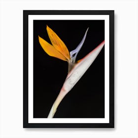 Bird Of Paradise Poster