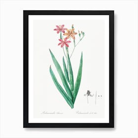 Blackberry Lily Illustration From Les Liliacées, Pierre Joseph Redouté Art Print