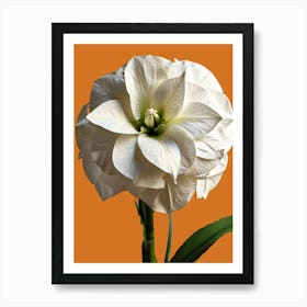 White Amaryllis Art Print