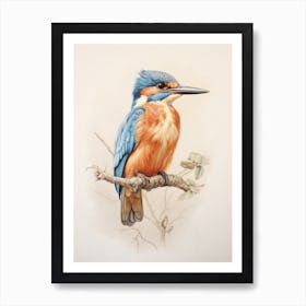 Vintage Bird Drawing Kingfisher 1 Art Print