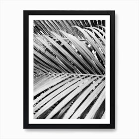 Palm Leaves In Black And White Póster