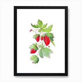 Wild Strawberries, Plant, Quentin Blake Illustration Art Print