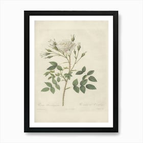 Rose Illustration, Pierre Joseph Redoute (36) Art Print