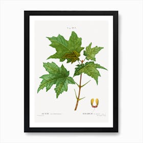 Silver Maple, Pierre Joseph Redoute Art Print