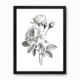 Roses Sketch 11 Art Print