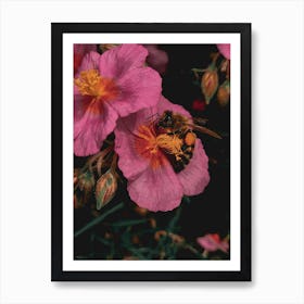 Bee on a pink flower Art Print