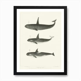 Orca Or Killer Whale, Charles Melville Scammon Art Print
