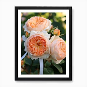 English Roses Painting Rose With A Ribbon 4 Art Print