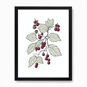 Schisandra Herb William Morris Inspired Line Drawing 2 Art Print