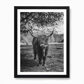 Highland Cow With Its Tongue Out Poster