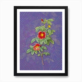 Vintage Single May Rose Botanical Illustration on Veri Peri n.0717 Art Print