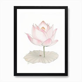 Lotus Flower In Garden Pencil Illustration 2 Art Print