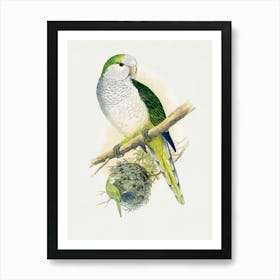 Parrot Perched On Branch Art Print