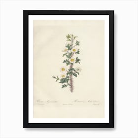 Rose Illustration, Pierre Joseph Redoute 2 Art Print