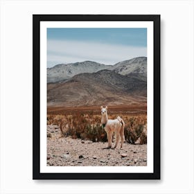 Llama In The Desert Art Print