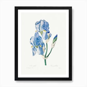 Iris Pallida, Pierre Joseph Redouté Affiche