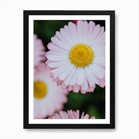 Pink Daisies Art Print