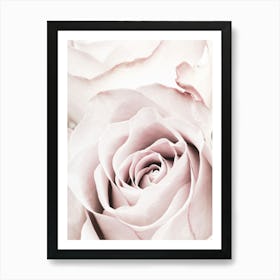 Pink Rose_2066830 Art Print