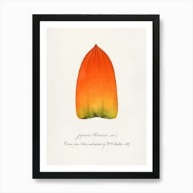 Orange Flower Art Print