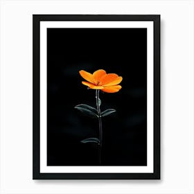 Single Orange Flower On Black Background 5 Art Print