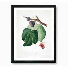 Black Fig (Ficus Carica) From Pomona Italiana (1817 - 1839), Giorgio Gallesio Art Print