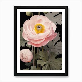 Flower Illustration Ranunculus 3 Poster