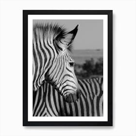 Zebra Portrait Art Print