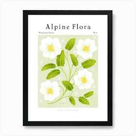 Alpine Flora Mountain Avens Art Print