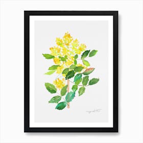 Mahonia1 Art Print