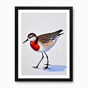 Dunlin Watercolour Bird Art Print