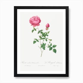 Vintage Autumn China Rose Art Print