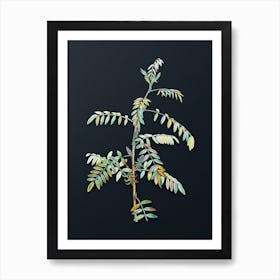 Vintage Flowering Indigo Plant Botanical Watercolor Illustration on Dark Teal Blue n.0351 Art Print