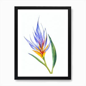 Bird Of Paradise 3 Watercolour Flower Art Print