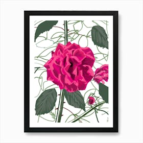 Strong Rose Art Print