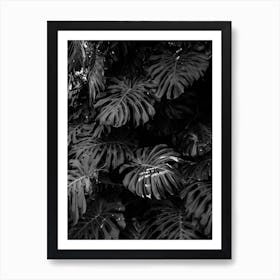 Monstera In Black And White Art Print