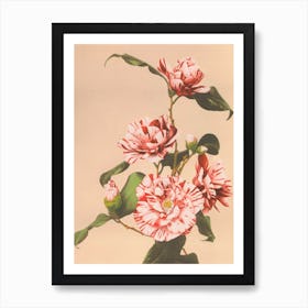 Beautiful Photomechanical Prints Of Striped Camellias, Kazumasa Ogawa Art Print
