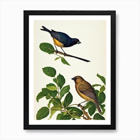 Cowbird James Audubon Vintage Style Bird Art Print