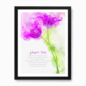 Purple Tulip Art Print