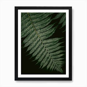 Botanical Vern Color Black And Green Art Print