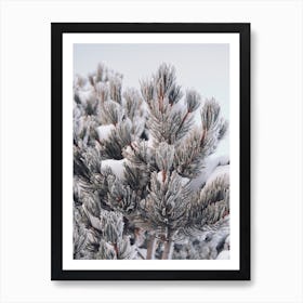 Blue Spruce Pine In Snow Art Print