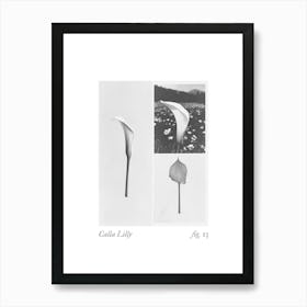 Calla Lilly Botanical Collage 1 Art Print