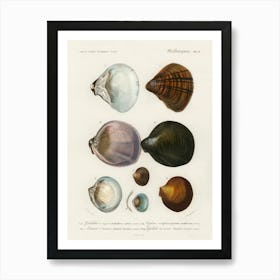 Different Types Of Mollusks, Charles Dessalines D'Orbigny 7 Art Print