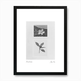 Fuchsia Botanical Collage 1 Art Print