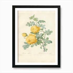 Rose Illustration, Pierre Joseph Redoute (9) Art Print