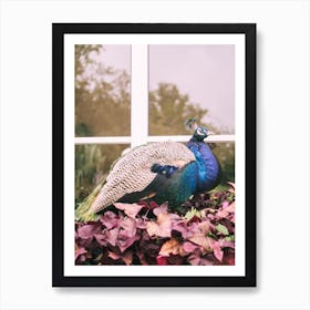 Purple Peacock Art Print