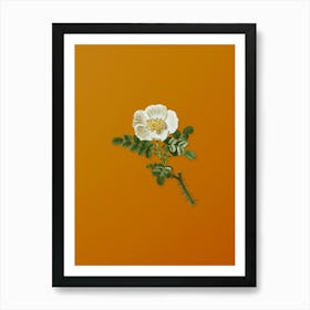 Vintage Burnet Rose Botanical on Sunset Orange n.0018 Art Print