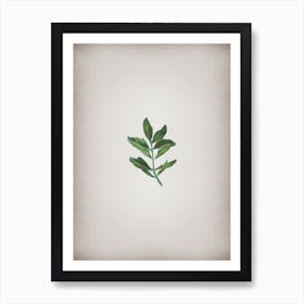 Vintage Buxus Colchica Twig Botanical on Parchment n.0054 Art Print
