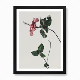 Hibiscus 1 Art Print