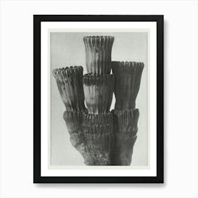 Winter Horsetail (1928), Karl Blossfeldt 2 Art Print